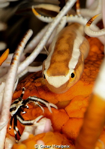 another clingfish with a companion. by Oscar Miralpeix 